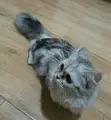 Female Purebred Persian Cat, 1+ Year Old - 2