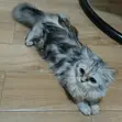 Female Purebred Persian Cat, 1+ Year Old - 3