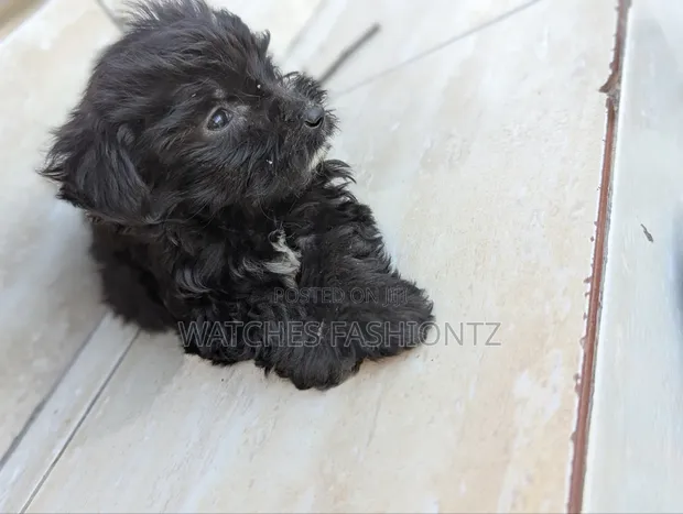 Kafara Kike Safi wa Maltipoo (Miezi 1-3) - 1
