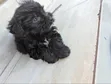 Kafara Kike Safi wa Maltipoo (Miezi 1-3) - 1
