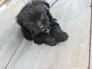 Kafara Kike Safi wa Maltipoo (Miezi 1-3)