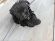 Kafara Kike Safi wa Maltipoo (Miezi 1-3) - 2