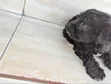 Kafara Kike Safi wa Maltipoo (Miezi 1-3) - 3