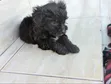 Kafara Kike Safi wa Maltipoo (Miezi 1-3) - 4