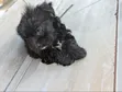 Kafara Kike Safi wa Maltipoo (Miezi 1-3) - 5