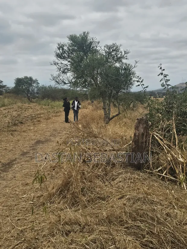 Viwanja Mradi Mpya Kisongo Vinauzwa - 1