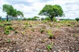 Land for Sale in Chanika Dondwe - 1