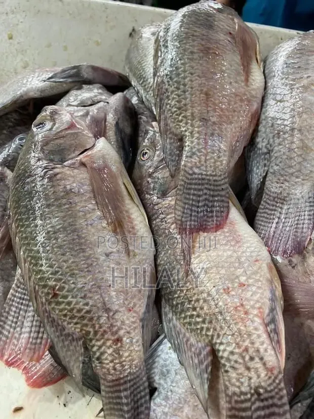 Samaki Safi kwa Jumla na Rejareja - 1