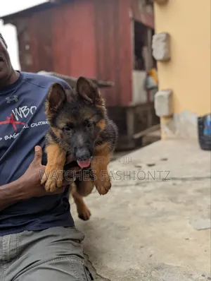 1-3 Months Female Purebred German Shepherd Puppy