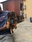 1-3 Months Female Purebred German Shepherd Puppy - 1
