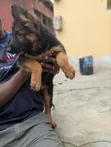 1-3 Months Female Purebred German Shepherd Puppy - 2