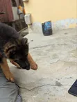 1-3 Months Female Purebred German Shepherd Puppy - 3