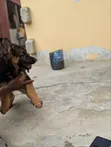 1-3 Months Female Purebred German Shepherd Puppy - 4