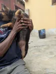 1-3 Months Female Purebred German Shepherd Puppy - 5
