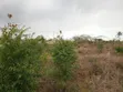 4000 Sqm Land for Sale in Bunju A Mji Mpya - 2