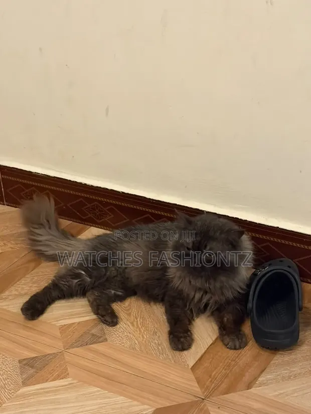 Purebred Persian Male for Stud Service or Sale - 1