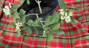 White Lantana Plants