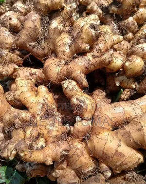 Tangawizi Mbichi Kutoka Shamba