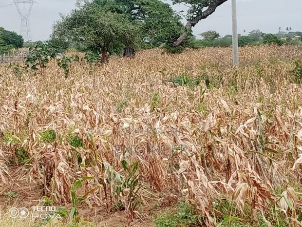 Eneo la Eka 23 kwa Uuzaji Gongoni, Malindi - 1