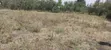 1/4 Acre Plot for Sale in Ruai (100x100) - 2