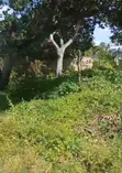 70x100ft Prime Land for Sale in Mtwapa - 2