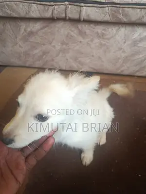 Purebred Chihuahua Puppy, 6-12 Months