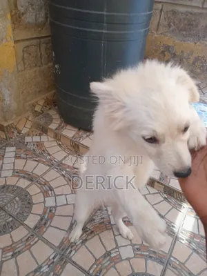 Purebred Japanese Spitz Puppy - 3-6 Months