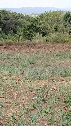 Hekta 30 za Ardhi Zinauzwa Naivasha