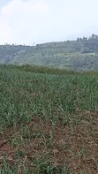 Hekta 30 za Ardhi Zinauzwa Naivasha - 5