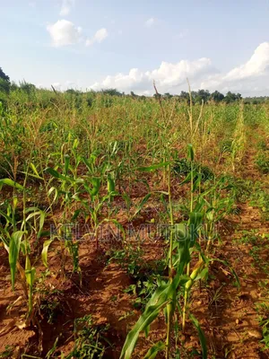 Shamba Linauzwa Kangemi, Kayatta Matungulu