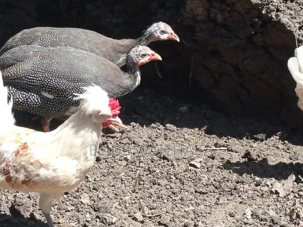 Guinea Fowl - Various Species - 1