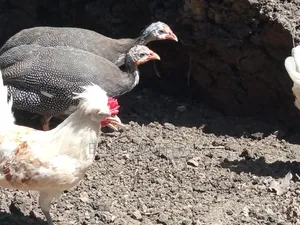 Guinea Fowl - Various Species