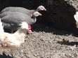 Guinea Fowl - Various Species - 1