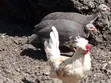 Guinea Fowl - Various Species - 2