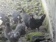 Guinea Fowl - Various Species - 3