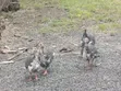 Guinea Fowl - Various Species - 4