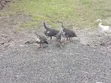 Guinea Fowl - Various Species - 5