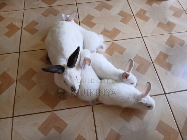 (NEGOTIABLE) 10 Rabbits for Sale;Females Are Pregnant( + Free Pellets) - 1