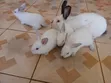 (NEGOTIABLE) 10 Rabbits for Sale;Females Are Pregnant( + Free Pellets) - 2