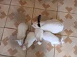 (NEGOTIABLE) 10 Rabbits for Sale;Females Are Pregnant( + Free Pellets) - 3
