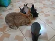 (NEGOTIABLE) 10 Rabbits for Sale;Females Are Pregnant( + Free Pellets) - 4
