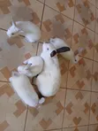 (NEGOTIABLE) 10 Rabbits for Sale;Females Are Pregnant( + Free Pellets) - 5