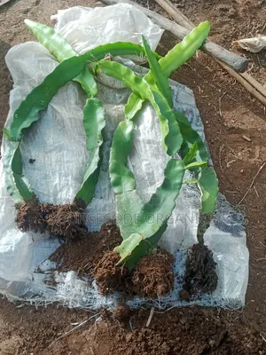 ISIS Golden Yellow Dragon Fruit Seedlings