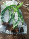ISIS Golden Yellow Dragon Fruit Seedlings - 1