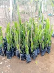 ISIS Golden Yellow Dragon Fruit Seedlings - 2