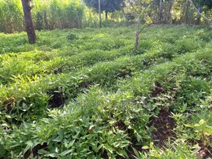 Eka 3/4 za Ardhi ya Kilimo kwa Uuzaji Nyaki East