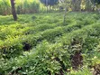 Eka 3/4 za Ardhi ya Kilimo kwa Uuzaji Nyaki East - 1