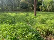 Eka 3/4 za Ardhi ya Kilimo kwa Uuzaji Nyaki East - 3