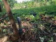 Eka 3/4 za Ardhi ya Kilimo kwa Uuzaji Nyaki East - 4