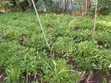 Eka 3/4 za Ardhi ya Kilimo kwa Uuzaji Nyaki East - 5